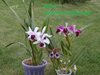 Laelia tenebrosa  и Laelia purpurata